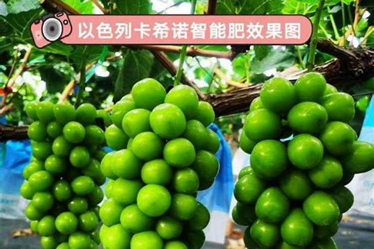 玉米苗期喷什么叶面肥