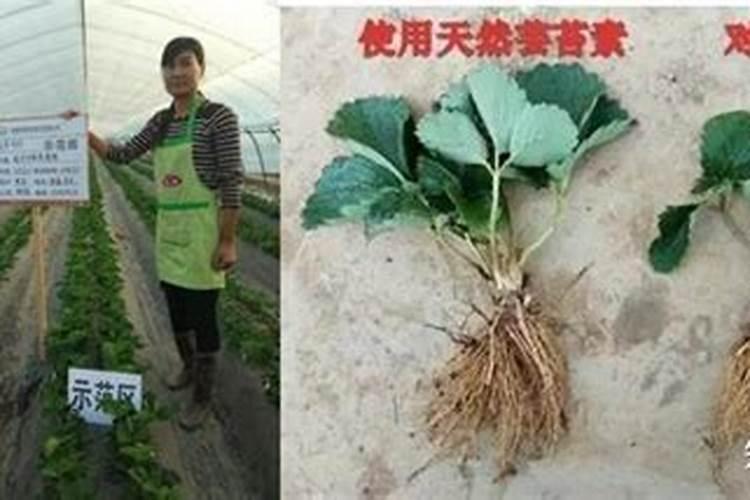 玉米一米以上的时候还用打药吗？ 什么情况必须打药 ？什么情况无需打药呢...