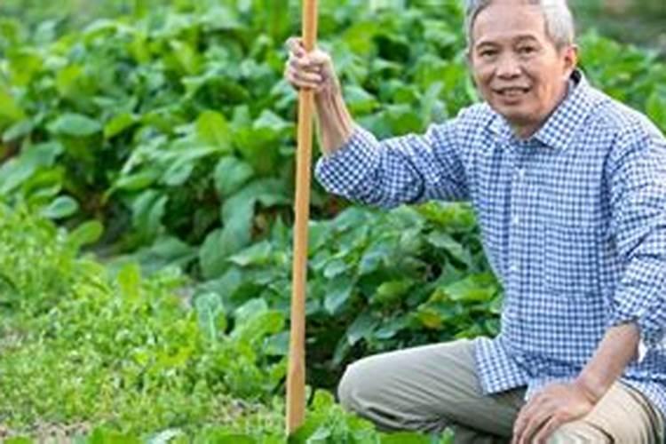 夏季莴笋的种植注意什么 莴笋应该怎么进行水肥管理
