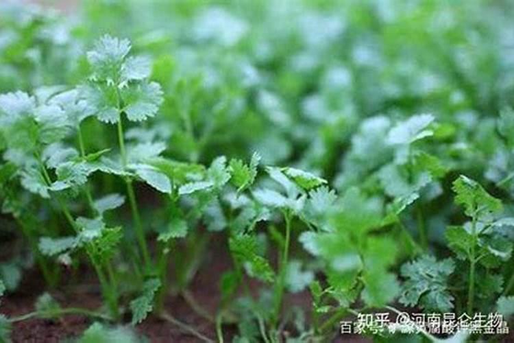 草莓可以用鱼蛋白冲施吗？