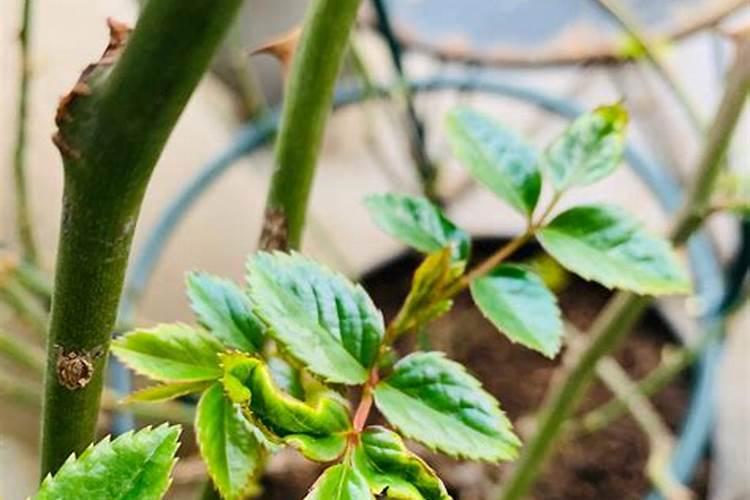 草莓可以用鱼蛋白冲施吗？