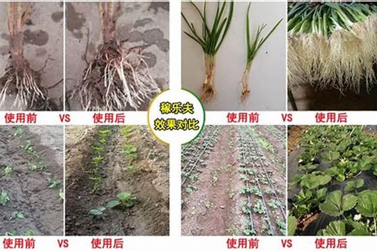 鱼蛋白草莓冲施的最佳时期