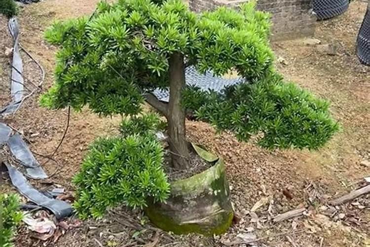 请问草莓膨果期冲什么化肥好？