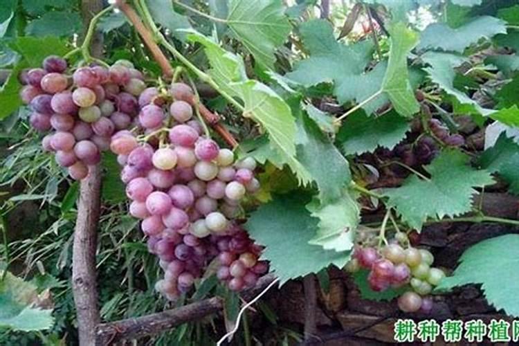 草莓苗期施肥时间和方法草莓苗期如何施肥以及时间