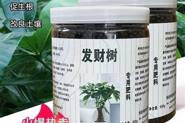 发财树如何施肥