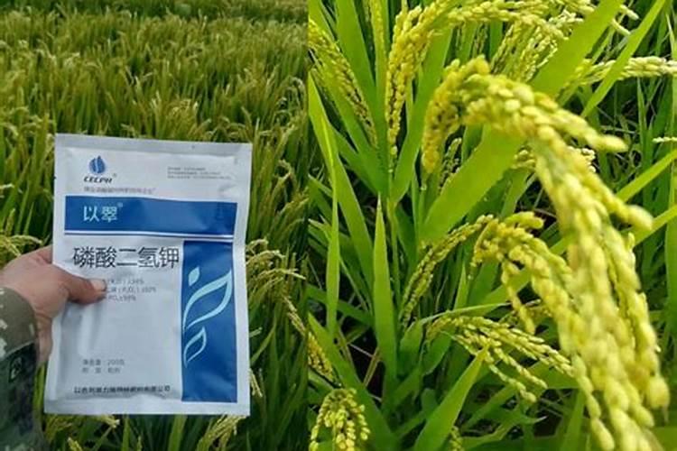 油菜施肥用什么肥料