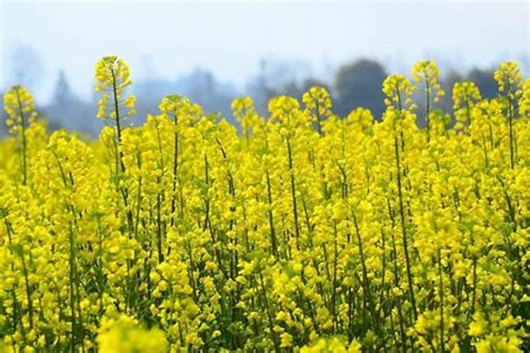 油菜什么时候施硼肥最好