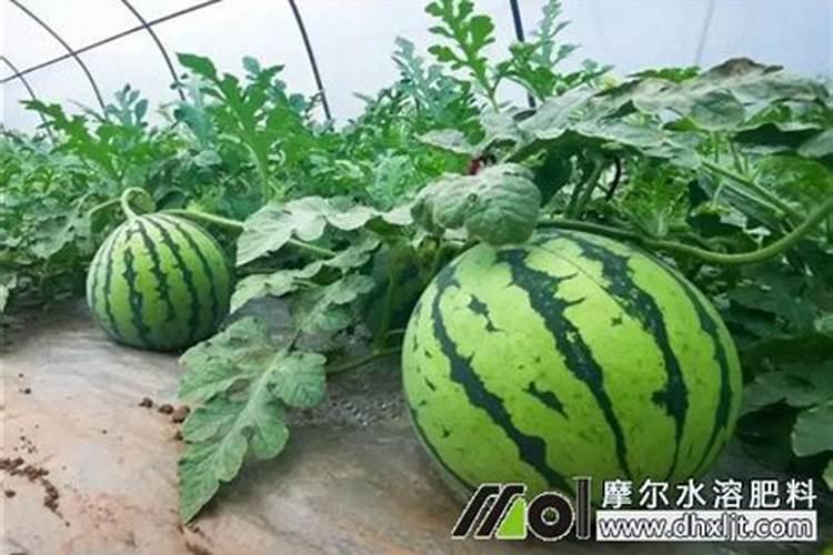 种西瓜用什么肥好