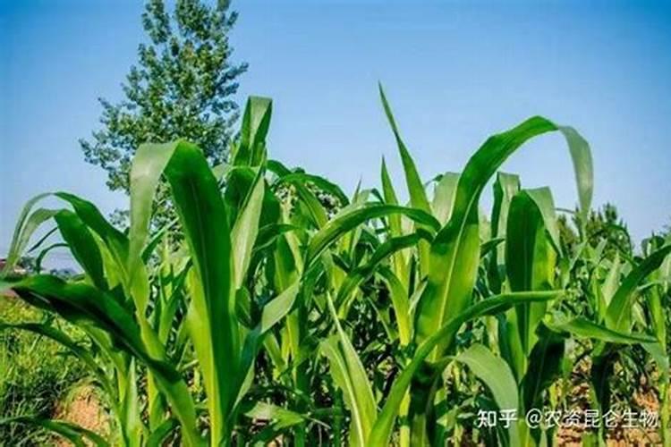 水溶肥苹果树一亩上多少