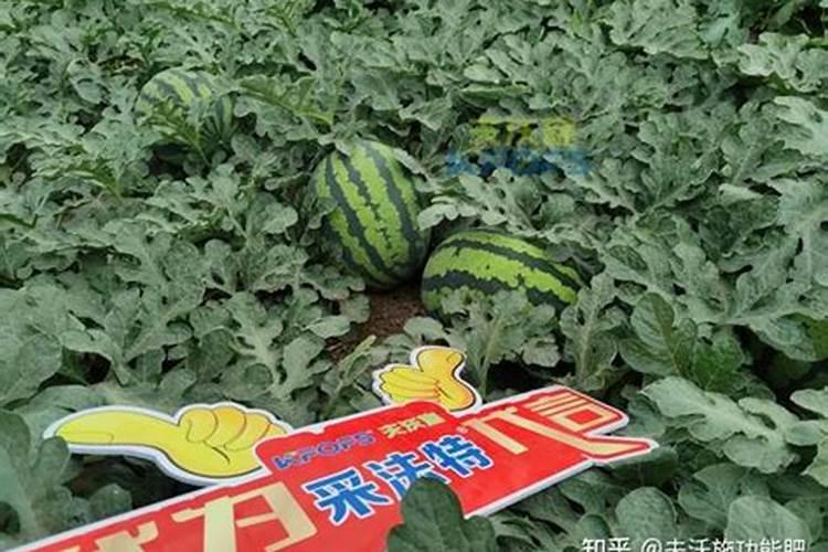 西瓜苗栽了三天能用叶面肥吗？