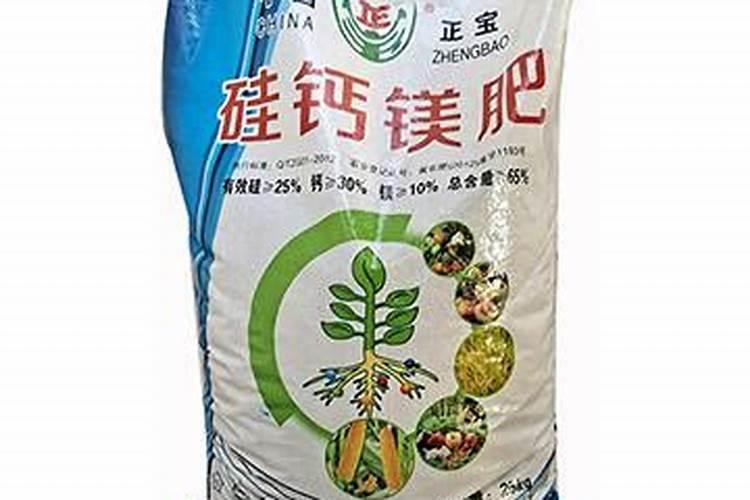广西火龙果树