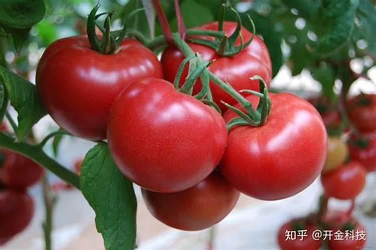 芝麻饼有机肥的功效