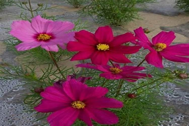 芝麻饼肥和花生饼肥哪个好？