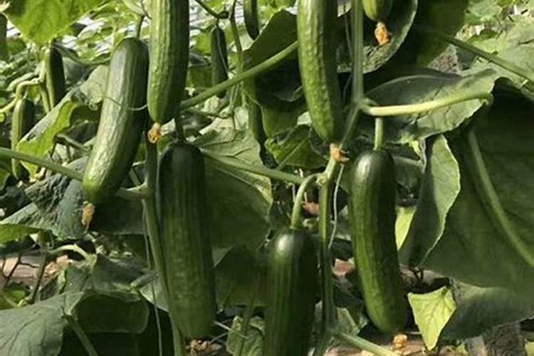 芝麻饼怎么发酵成肥料