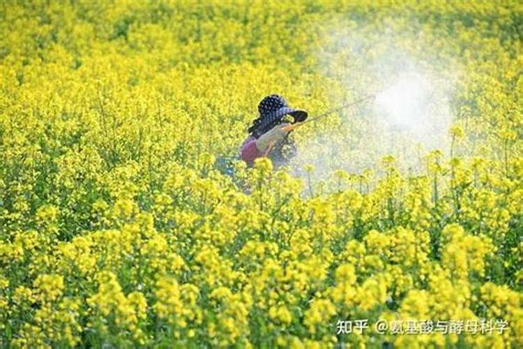请问？哪个国家的硼肥比较好？