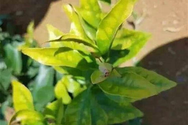 绣球不开花的原因