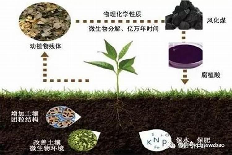 茼蒿种植如何高产 茼蒿高产种植有哪些技术