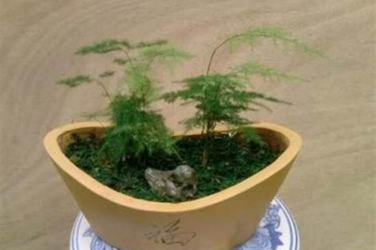 高钾肥适合浇什么花