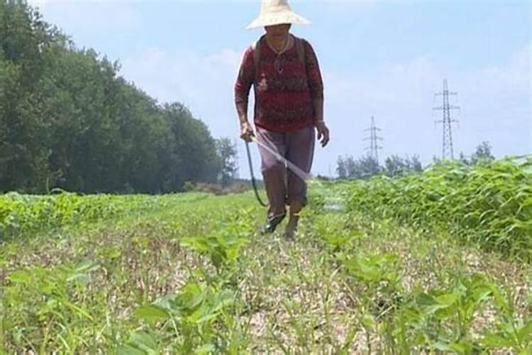 请问各位老师每百斤棉花需要多少氮磷钾
