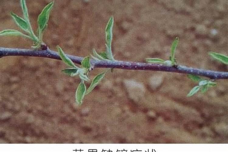 芸苔素打多了会怎么样,多效唑和芸苔素能一起喷吗