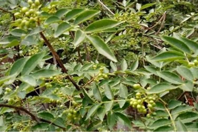 芒果树控梢用什么药好控,跪求解答个位大神