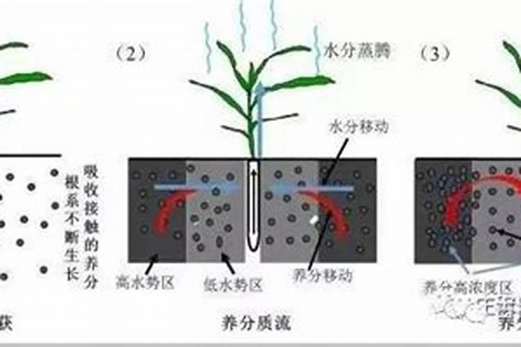 促花芽分化特效药