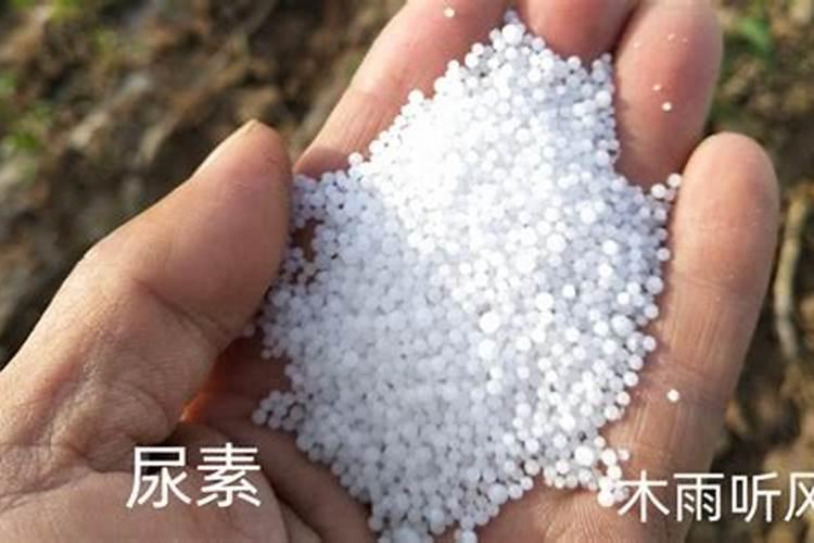 用什么药促进花芽分化