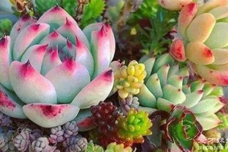 促花芽分化特效药