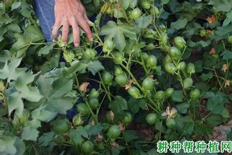 桃树败花幼果期化控多效唑可以与磷酸二氢钾,芸苔素配用吗？