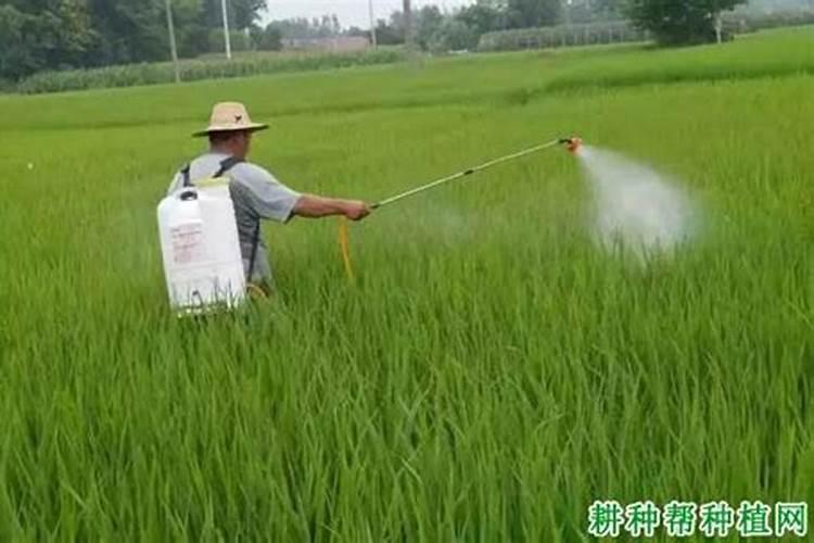 小麦用磷酸二氢钾和芸苔素,什么时候用最合适？