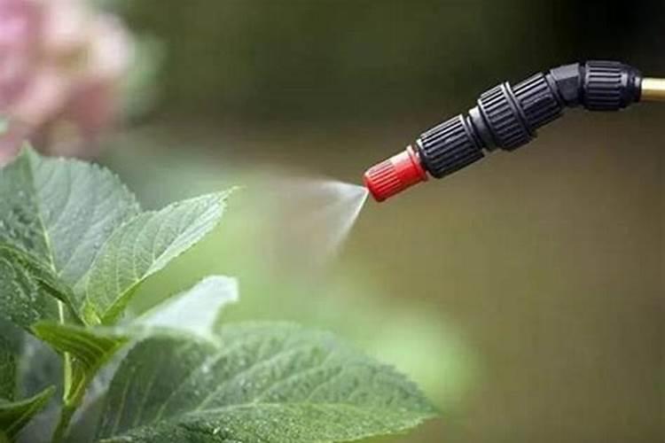 白糖喷在农作物上对农作物有什么好处？
