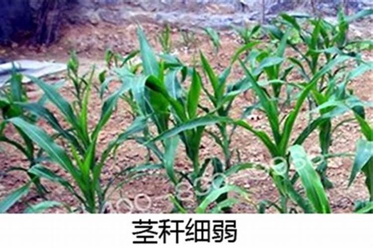 玉米苗期喷什么叶面肥
