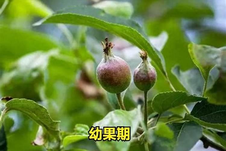 《本草纲目》的美容秘方内容简介