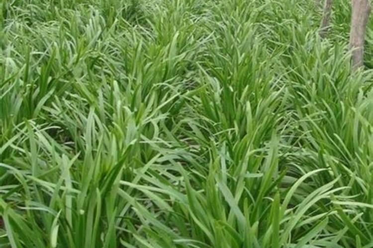 韭菜用什么肥料好