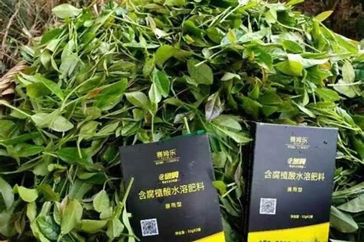 一般施肥多少天能吸收