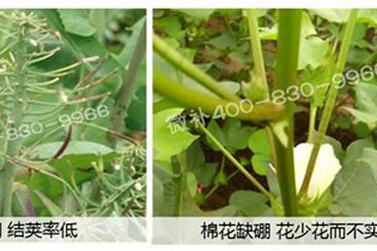 硼肥什么时候施肥最好