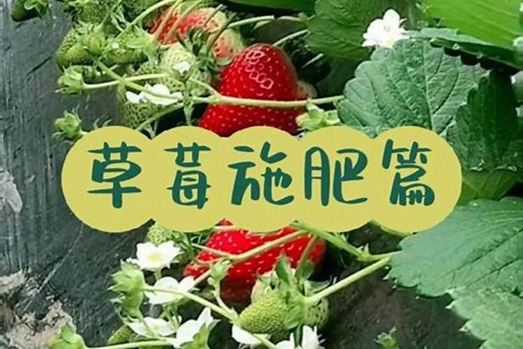 柑橘全年施肥时间表