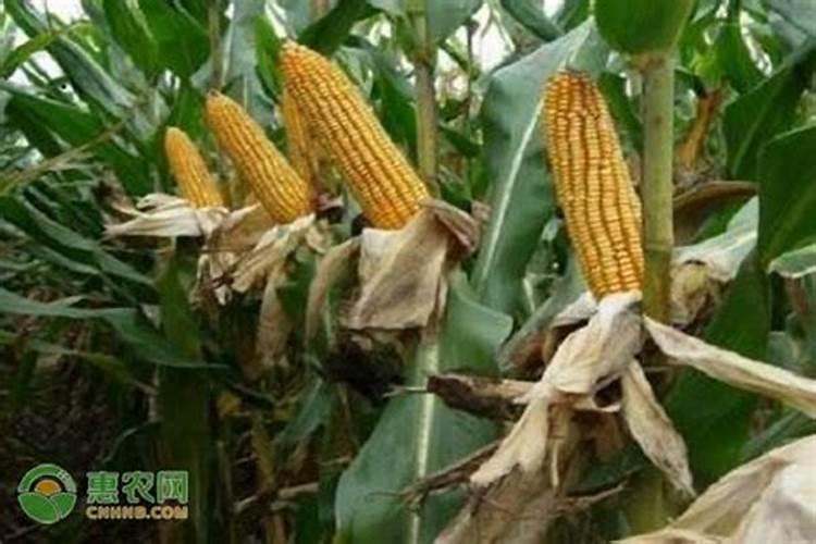 柑橘施肥时期和方法 附肥害症状