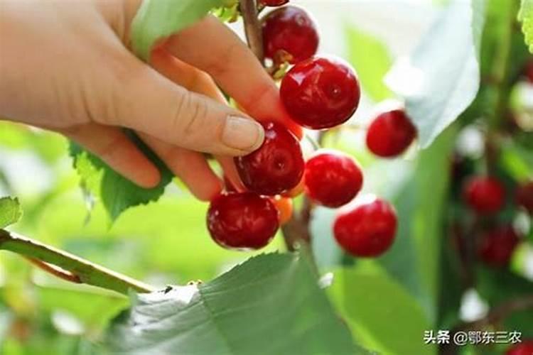 柑橘几月份施钾肥好 最佳使用时间