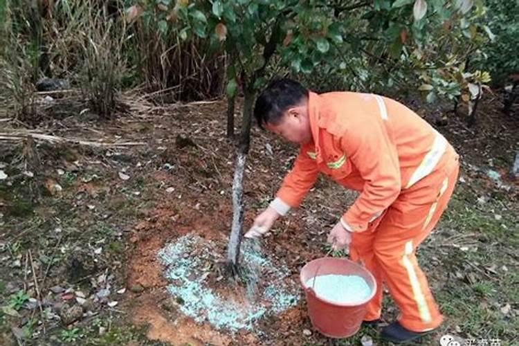 柑橘树该如何施肥？