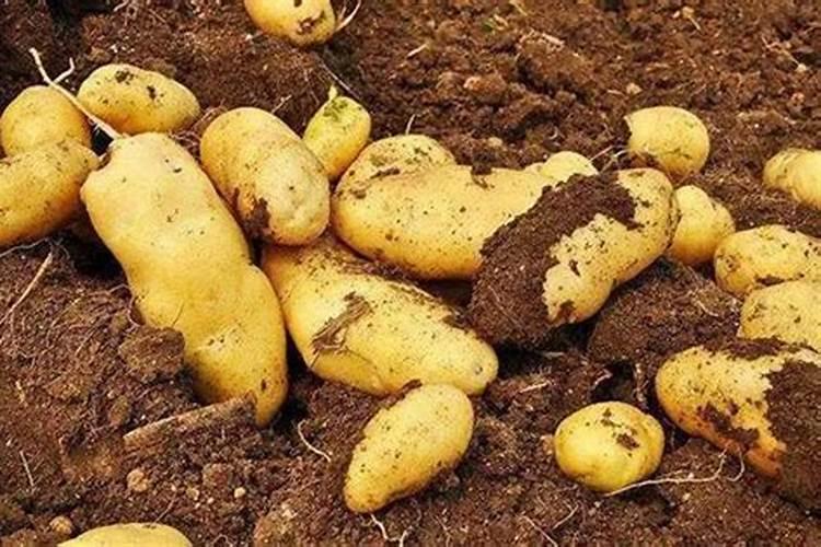 甜椒什么时候种植最好