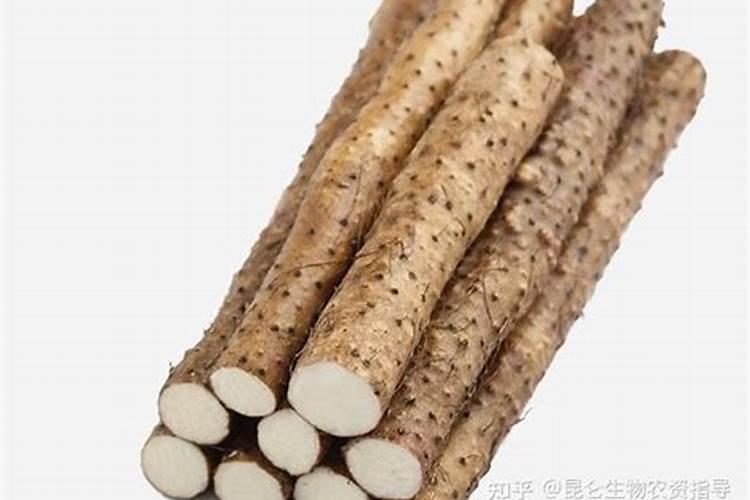 甜椒从种植到果实成熟需要多久？