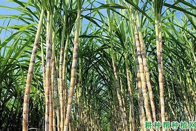 甜椒什么时候种植最好