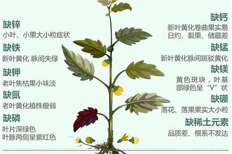 香菜喷叶面肥为什么干叶子