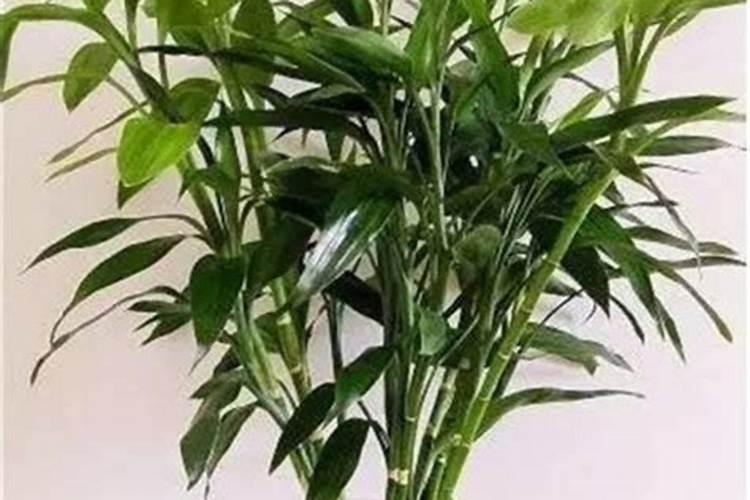 水养富贵竹没有生根可以放化肥吗1