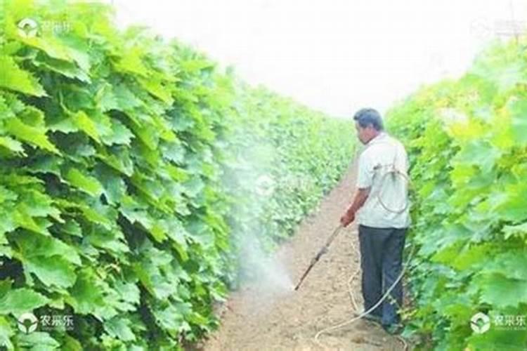 烤烟施钾肥最佳时间 什么时候使用效果好