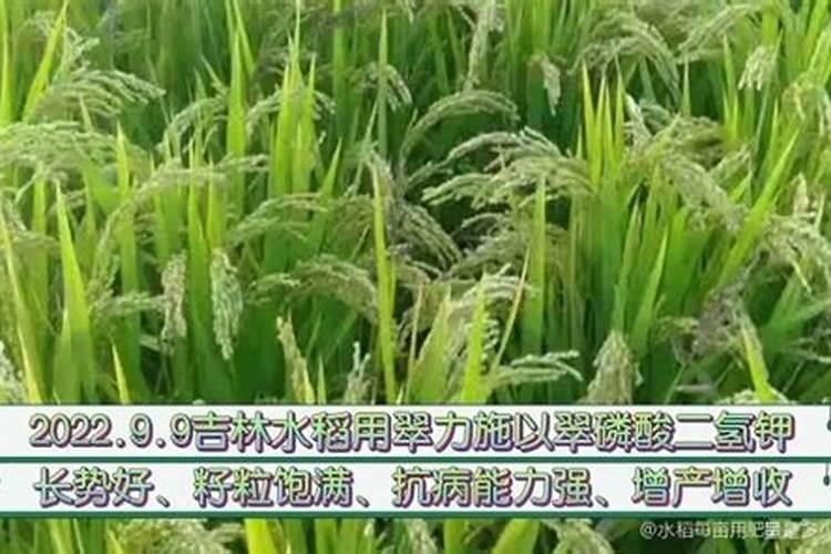 油菜籽饼怎么做肥料