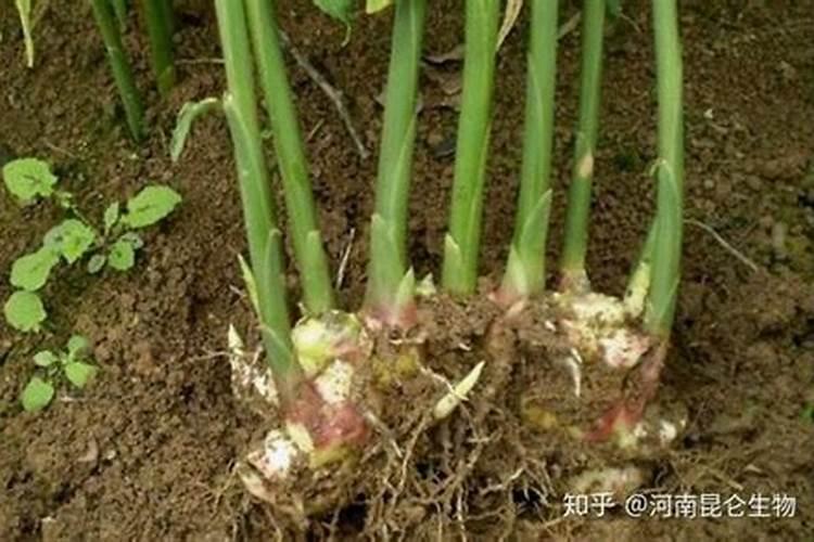 大姜烂二母是怎么回事？