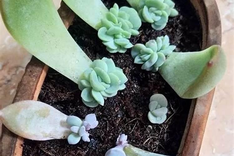3月份果树打什么药