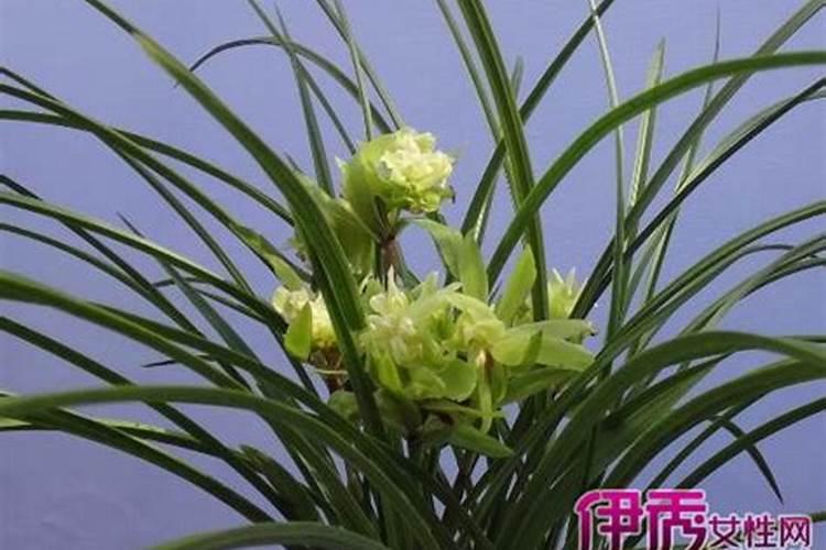 柑橘全年打药时间表